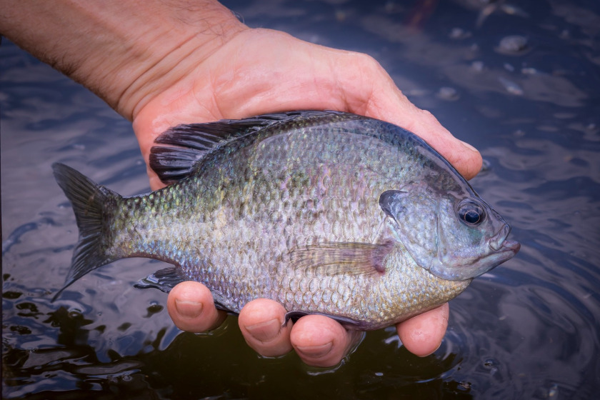 Bluegill